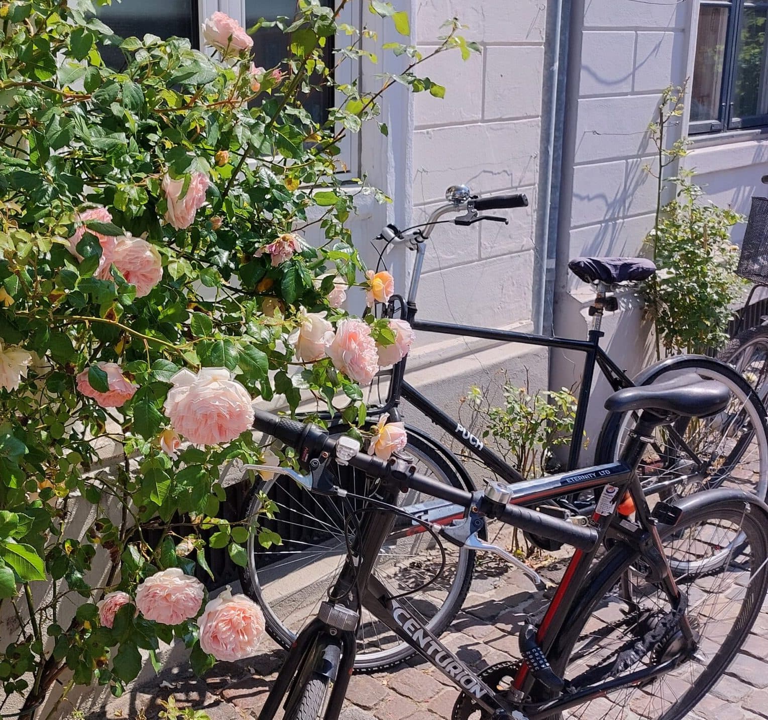 Bike Rental